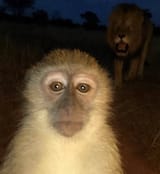 Monkey selfie