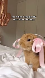 magical bunny