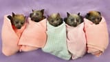 032800-orphaned-foxes