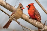 cardinals