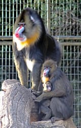 mandrills