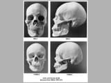 skulls