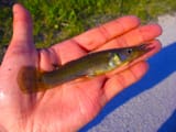 belonesox belizanus Musky bait adventures