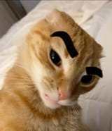 cateyebrowraise