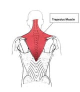 Trapezius-Muscle-Insertions-and-Origin