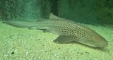 Zebra_Shark_at_Sydney_Sea_Life_Aquarium