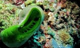 Sea_Squirt_(Didemnum_molle)_(8482750832)