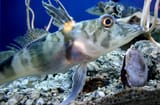 Icefish_Chionodraco_hamatus