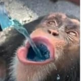 monke