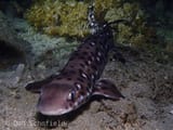 Atelomycterus_erdmanni_69587878