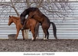 images - 2025-06-28T085830.893