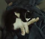 CatOnBlanket
