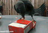 tOEttu0