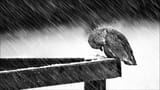 depressed-bird-under-rain-4hmtfytrs3ffqa0t-4hmtfytrs3ffqa0t