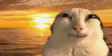 cat-funny