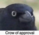 crow