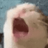 cat screaming