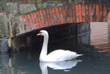Cygne_canal_de_Vassé_Annecy