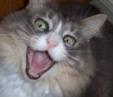 badjokecat