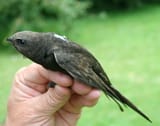 Common Swift