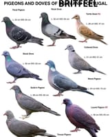 Pigeons of britfeel