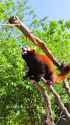 watch me juggle #shorts #cute #cuteanimals #lovely #cutepanda #animals #cuteanimals #love #zoo [Yqu9ve-v5AM]_thumb.jpg