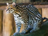 Ocelot_(Jaguatirica)_Zoo_Itatiba