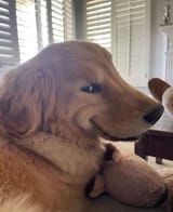 smug dog