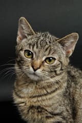 cat_annoyed