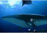 whale allegy