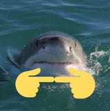 sharkie
