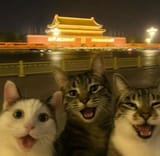 soycats