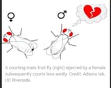 fly courts less avidly