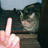 flippingoffcat