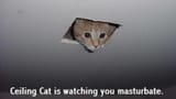 Ceilingcat-2649643409