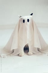 scarry