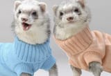 LaughingFerrets