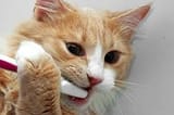brushybrushy