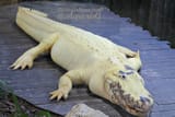 gator4