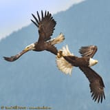 !thingseaglesdoforpussy