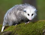 Opossum25