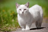white-munchkin-cat_150890825-2000-14ac416a91344b928f0f25e01e06503e