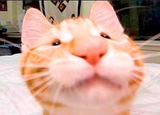 catto