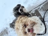 cosimo and loki in the snow