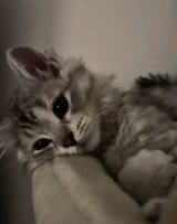 nedladdning (1)