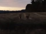 walk2