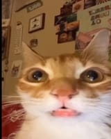Gato