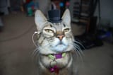 top-hat-with-monocle-cat