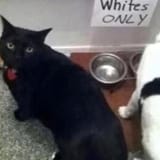 CatRacism