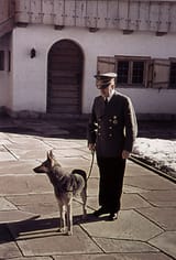 dog walk